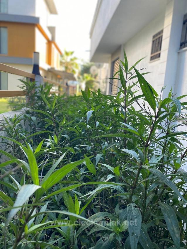 1+1 Wohnung Zum Verkauf In Doğanbey, Seferihisar, İzmir, 150 Meter Vom Meer Entfernt.